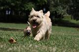 CAIRN TERRIER 414